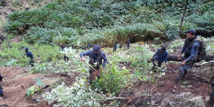 Diligencia antinarcótica permite erradicar más de 8 mil matas de coca