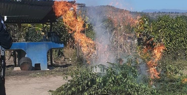 Agentes antinarcóticos erradican más de 4 mil matas de marihuana en Totonicapán