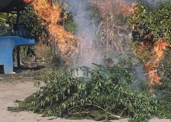 Agentes antinarcóticos erradican más de 4 mil matas de marihuana en Totonicapán