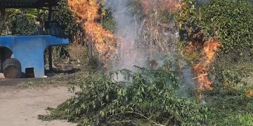 Agentes antinarcóticos erradican más de 4 mil matas de marihuana en Totonicapán