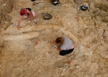 Demuestran que el hombre ya comía carne de animales hace 1,2 millones de años