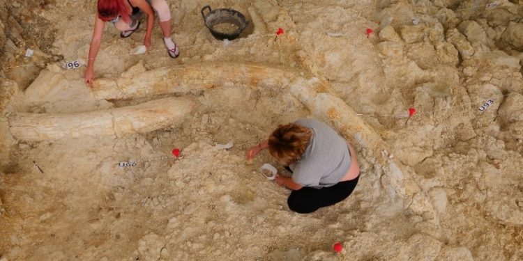 Demuestran que el hombre ya comía carne de animales hace 1,2 millones de años