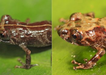 Descubren nueva especie de rana en los bosques montanos de Perú