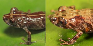 Descubren nueva especie de rana en los bosques montanos de Perú