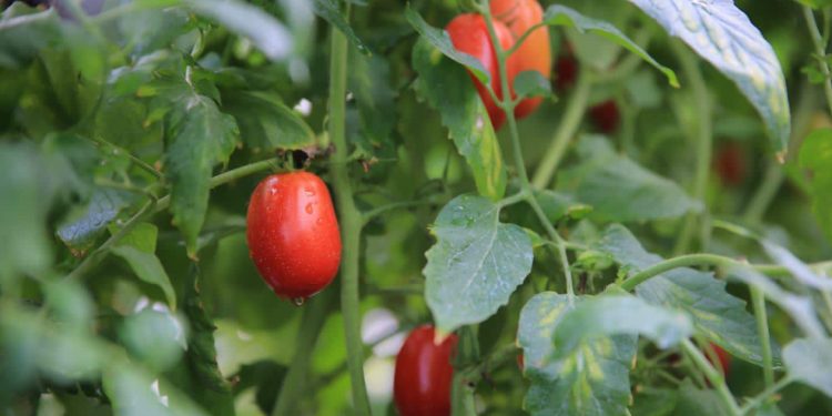 Autoridades del MAGA supervisan proyectos productivos en área rural de Camotán