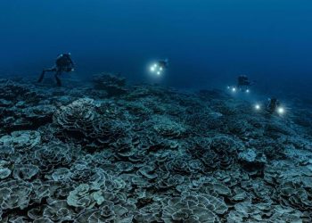 Descubren en Tahití uno de los arrecifes de coral más extensos del mundo