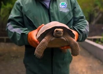 Tortugas gigantes criadas en cautiverio retornan a su hábitat en Galápagos