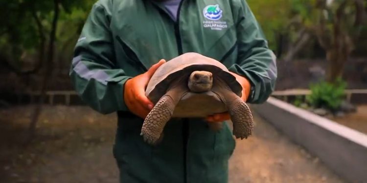 Tortugas gigantes criadas en cautiverio retornan a su hábitat en Galápagos