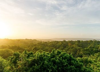 Las áreas protegidas más extensas se encuentran en la Reserva de la Biosfera Maya, en Petén.