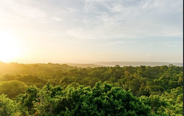 Las áreas protegidas más extensas se encuentran en la Reserva de la Biosfera Maya, en Petén.