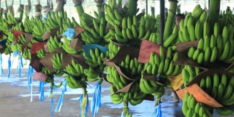 Banano