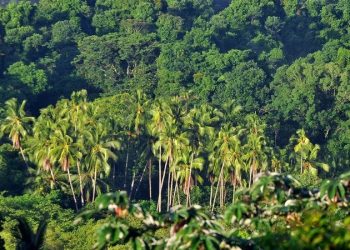 Panamá ayuda a predecir mejor la liberación de CO2 debido a la deforestación