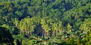 Panamá ayuda a predecir mejor la liberación de CO2 debido a la deforestación