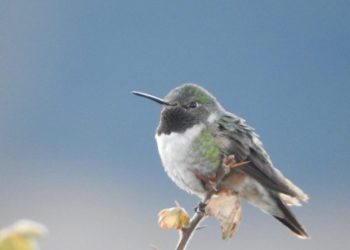 Guatemala se une a Fondo Mundial de Información sobre Biodiversidad