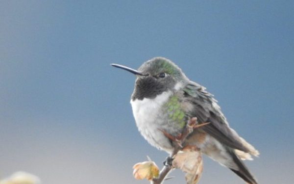 Guatemala se une a Fondo Mundial de Información sobre Biodiversidad
