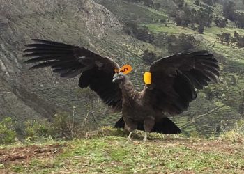 Liberan cóndor en los Andes de Perú, tras más de un año en recuperación