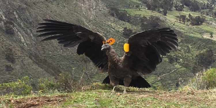 Liberan cóndor en los Andes de Perú, tras más de un año en recuperación