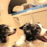 El cerebro de los perros puede distinguir entre idiomas