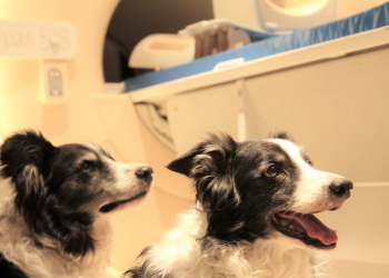 El cerebro de los perros puede distinguir entre idiomas