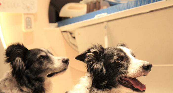 El cerebro de los perros puede distinguir entre idiomas