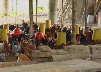 El sector pecuario avícola uruguayo afronta la pérdida de gran cantidad de aves a causa de la ola de calor que azotó a ese país.