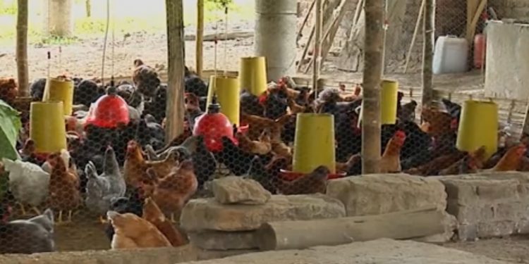 El sector pecuario avícola uruguayo afronta la pérdida de gran cantidad de aves a causa de la ola de calor que azotó a ese país.