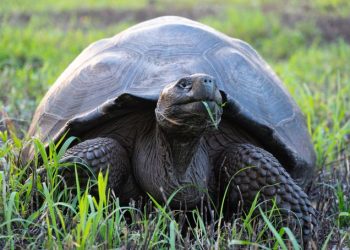 Descubren cuatro nuevos virus en las tortugas gigantes de Galápagos