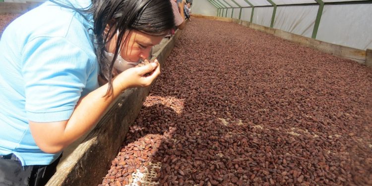 MAGA promueve cacao guatemalteco en región centroamericana