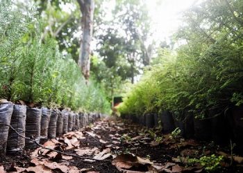 La reforestación y el cuidado del medio ambiente fueron prioridades del MARN en 2021.