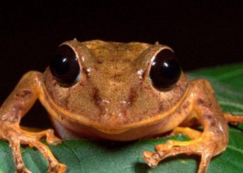 Descubren una nueva especie de rana en Panamá