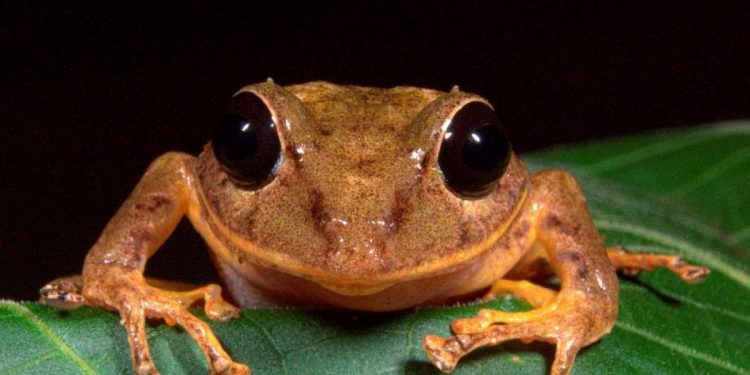 Descubren una nueva especie de rana en Panamá