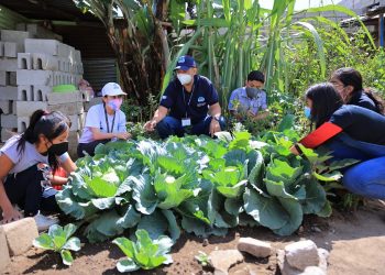 Servidores cívicos desarrollan actividades agrícolas junto a un técnico del MAGA.