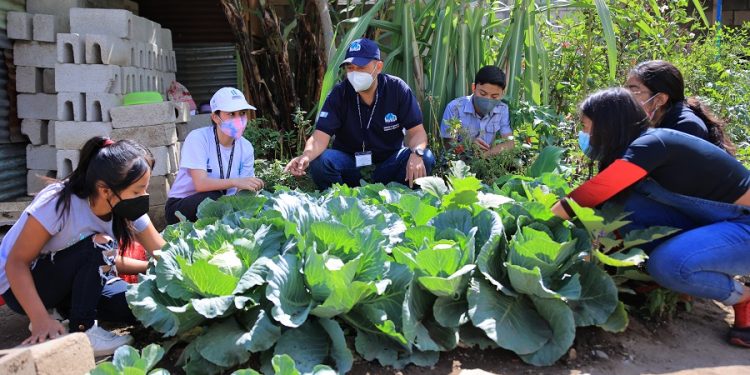 Servidores cívicos desarrollan actividades agrícolas junto a un técnico del MAGA.