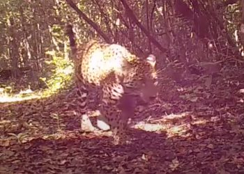 Cámaras trampa captan biodiversidad del parque nacional Mirador Río Azul