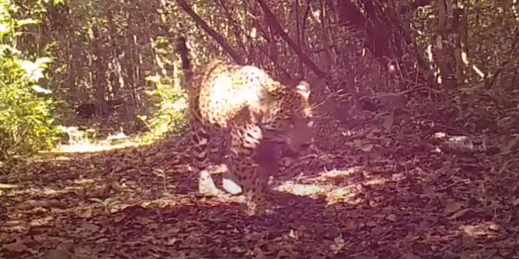 Cámaras trampa captan biodiversidad del parque nacional Mirador Río Azul