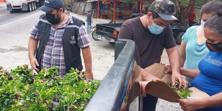 MAGA promueve huertos familiares en Morazán