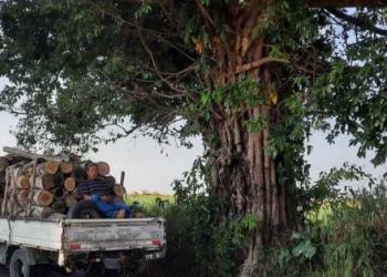 Capturan a persona por transportar madera ilícitamente