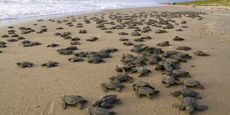 Liberan 439 tortugas marinas en refugio de vida silvestre de Nicaragua