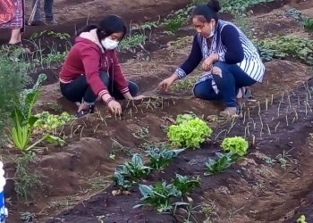 Continúa fortalecimiento de huertos familiares y comunales en Chimaltenango