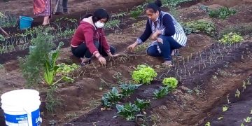 Continúa fortalecimiento de huertos familiares y comunales en Chimaltenango