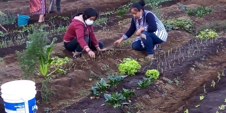 Continúa fortalecimiento de huertos familiares y comunales en Chimaltenango