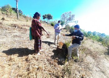 Tala ilegal pone en riesgo bosques de Huehuetenango