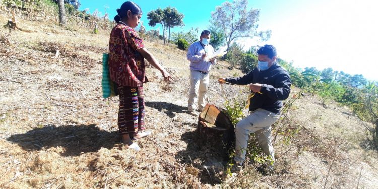 Tala ilegal pone en riesgo bosques de Huehuetenango