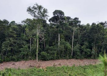 Continúan acciones por el desarrollo forestal de Guatemala