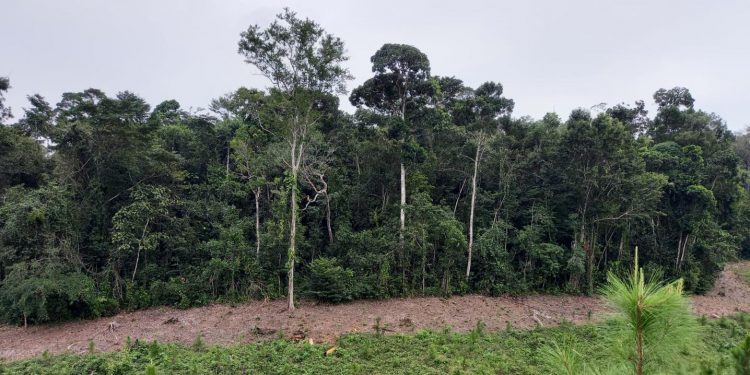 Continúan acciones por el desarrollo forestal de Guatemala