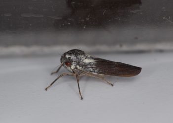 Descubierta una nueva especie de insecto “increíblemente raro”