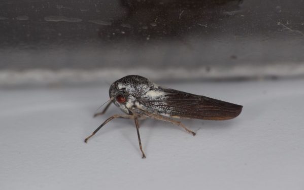 Descubierta una nueva especie de insecto “increíblemente raro”