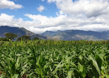 MAGA supervisa producción de semilla certificada de maíz en El Progreso