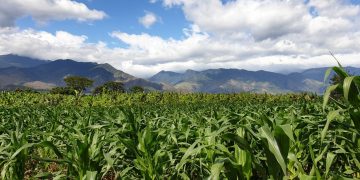 MAGA supervisa producción de semilla certificada de maíz en El Progreso