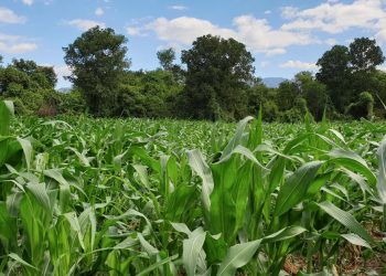 MAGA supervisa producción de semilla certificada de maíz en El Progreso